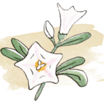 Convolvulus poétique