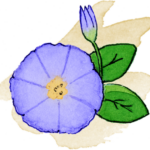 Convolvulus obsèques
