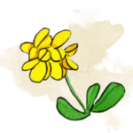 Coronille hommage