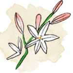 Asphodelus mémoire